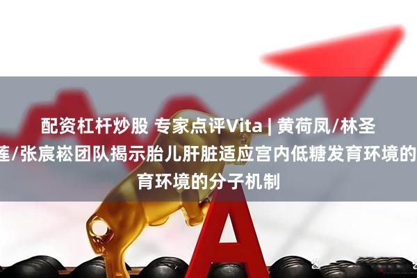 配资杠杆炒股 专家点评Vita | 黄荷凤/林圣彩/丁国莲/张宸崧团队揭示胎儿肝脏适应宫内低糖发育环境的分子机制